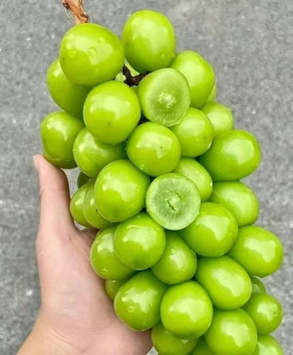 comprar Seladora vertical de bandejas para uvas Sunshine Rose Fabricação em linha